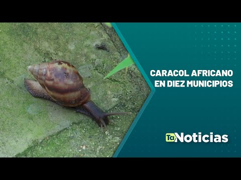 Caracol africano en diez municipios