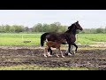Dressage horse filly by Rigoletto Ballante x De Niro