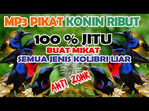 suara pikat konin ribut andalan paling jitu 100% Ampuh