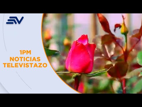 4 mil hectáreas de rosas están en las faldas del volcán Cayambe, Pichincha | Televistazo | Ecuavisa