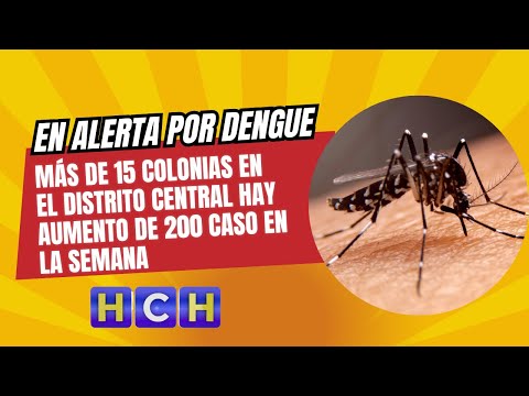 En alerta por Dengue más de 15 colonias en el Distrito Central hay aumento de 200 caso en la semana
