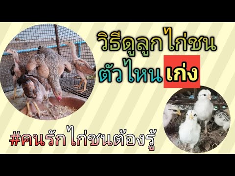 คนรักไก่ชนEP4การดูลูกไก่ชนเ