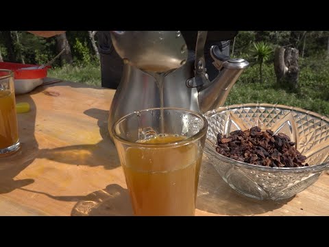 Jinotega: Finca la Copa produce té a base de la pulpa de café