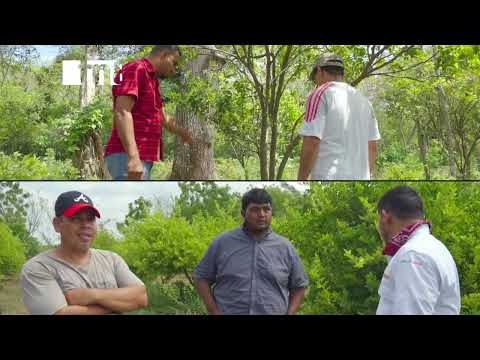 La Notificación TN8  Masaya: Líder en Producción de Cítricos en Nicaragua - Sábado, 27 abril  2024