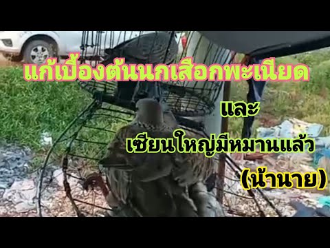 แก้เบื้องต้นนกเสือกพะเนียดและน แก้เบื้องต้นนกเสือกพะเนียดและน
