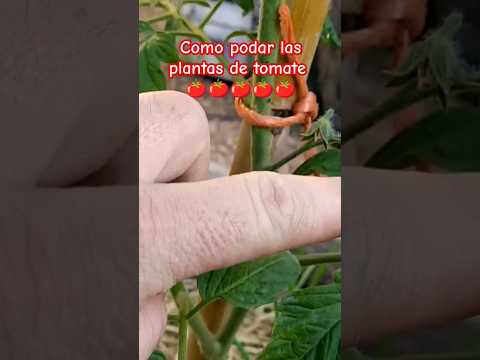 como podar las plantas de tomate #huerta #huertoorganico #tomate