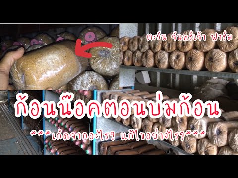 ก้อนเชื้อเห็ดน๊อคตอนบ่มก้อน-เก ก้อนเชื้อเห็ดน๊อคตอนบ่มก้อน-เก