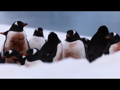 Antártica contra el tiempo: El mar genera el 50% del oxígeno del planeta