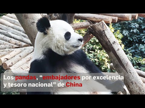 Los pandas son más que adorables: ¡son embajadores diplomáticos! China los envía a países con lazos