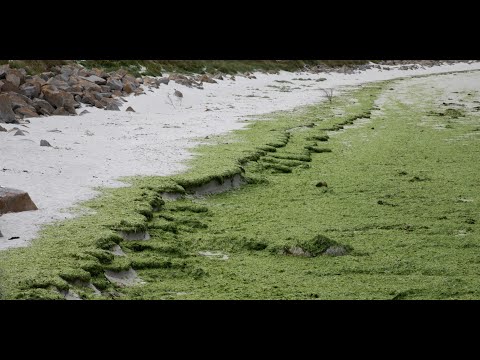Le tribunal administratif de Rennes contraint l'État à intensifier la lutte contre les algues vertes