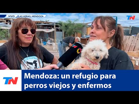 Mendoza: Ángeles de cuatro patas es un refugio para perros mayores y ciegos