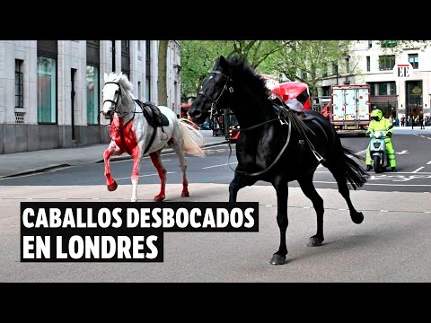 Varios heridos por caballos del Ejército que se escaparon en el centro de Londres | El Espectador