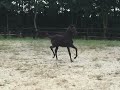 حصان الفروسية Zwarte parel!