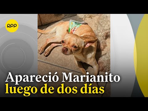 'Marianito', el perro raptado por delincuentes, apareció tras dos días