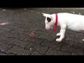 Bull terrier and a crab