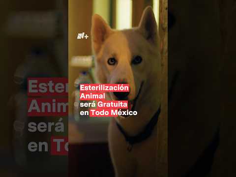 Esterilización animal será gratuita en todo México - N+ #Shorts