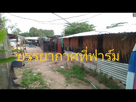 บรรยากาศที่ฟาร์มครับ บรรยากาศที่ฟาร์มครับ