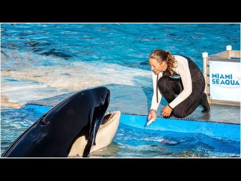 ÚLTIMA HORA Falle en el acuario de Miami la orca Lolita