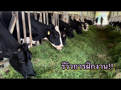 รีวิวการฝึกงานที่ฟาร์มโคนมของม