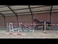 Show jumping horse Super ongecompliceerd werkwillend paard