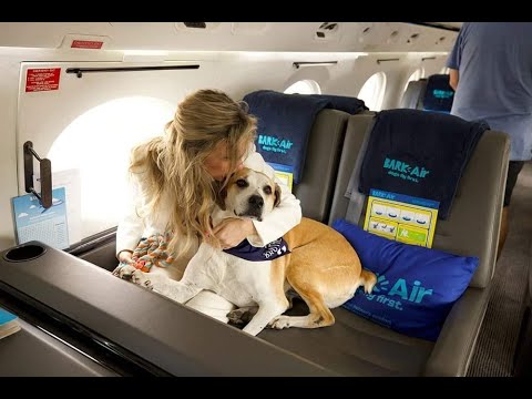 ? Llega Bark Air ? La primera aerolínea exclusiva para mascotas .