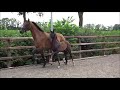 Dressage horse Bloedmooie zwarte 4-jarige merrie te koop