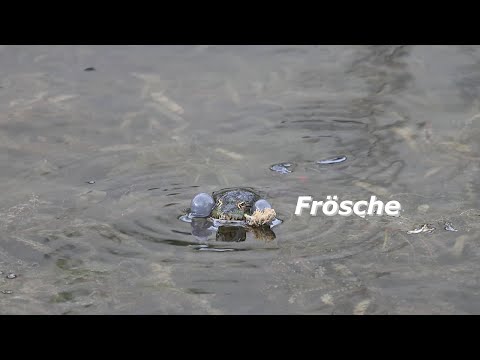 Video auf Youtube ansehen...