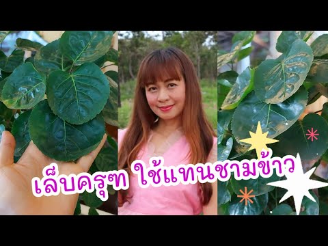 ต้นเล็บครุฑลังกา-ไม้มงคล-ใบใส่ ต้นเล็บครุฑลังกา-ไม้มงคล-ใบใส่