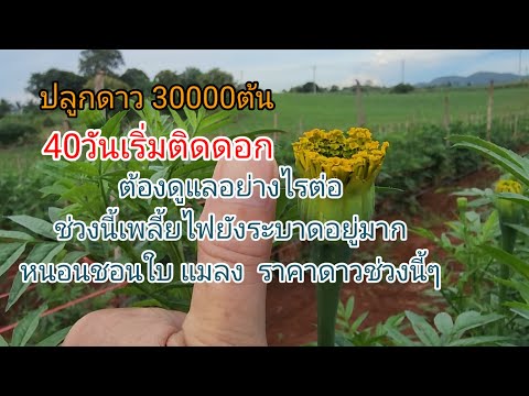 ปลูกดาว30000ต้นอายุ40วันเริ