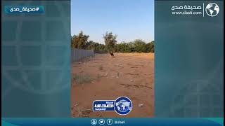 حادثة مؤلمة لخيل