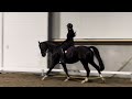 Dressage horse Knappe en lieve merrie van Sir Oldenburg