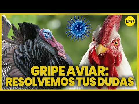 Gripe aviar en Perú: Todo lo que necesitas saber ¿Afecta a los niños? ¿No debo comer pavo?