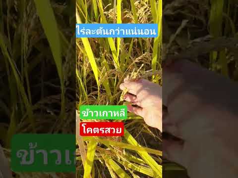 ไร่ละตันกว่าแน่นอนข้าวเกาหลี