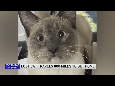 A lost cat's mysterious 2-month, 900-mile journey home to California