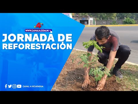 Realizan jornada de reforestación en honor al Comandante Tomás Borge