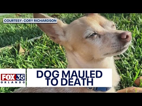 Dog mauled to death by larger dog at Florida park