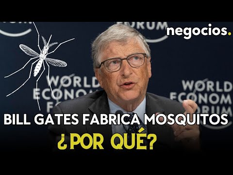 Bill Gates está produciendo 30 millones de mosquitos a la semana en Colombia. ¿Por qué?