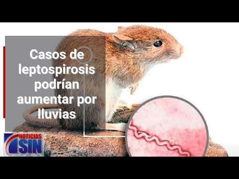 Casos de leptospirosis podrían aumentar por lluvias