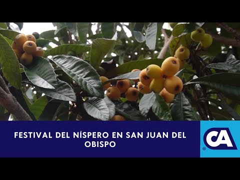En noviembre se celebrá el festival gastronómico dedicado al níspero en San Juan del Obispo