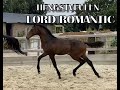 Dressuurpaard Chique hengstveulen van Lord Romantic x Vivaldi