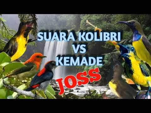 SUARA KOLIBRI MIX KEMADE | JOSS