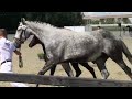 Dressage horse Chique en aansprekend NVK merrieveulen