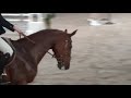 Springpferd Lietina 7yo mare with a winners mentality