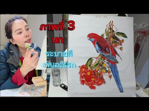 ภาพที่3นกระบายสีงานอดิเรก