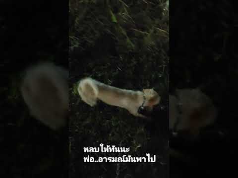 พ่อค้า พาตะลุย พ่อหลบตังค์กำลังฟินโรงดินนพรัตน์dogloverสัตว์เลี้ยงdoglifeสุ