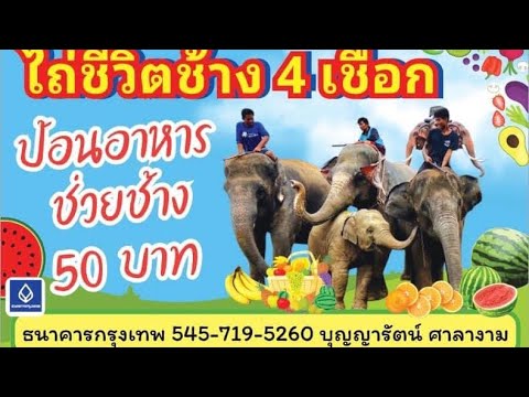 ป้อนอาหารออนไลน์ช่วยช้างตกงาน