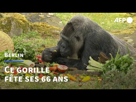 La gorille en captivité la plus âgée au monde fête ses 66e ans au zoo de Berlin | AFP