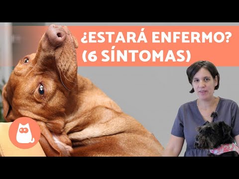 Cómo saber si tu PERRO está ENFERMO  (Explicación de VETERINARIA)