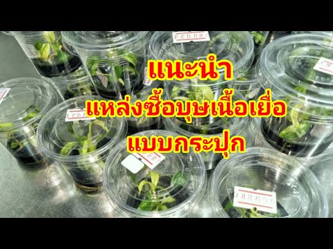 แนะนำแหล่งซื้อเนื้อเยื่อเสน่ห์