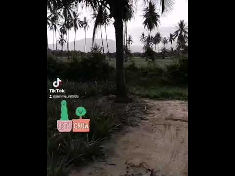 CO2-reduction,-100-planting CO2-reduction,-100-planting